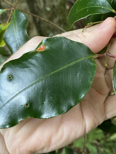Syzygium crebrinerve, photographed by Greg Tasney