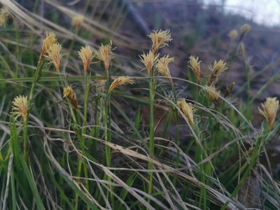 Carex longirostrata, photographed by Валерия Ковалева