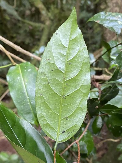 Celastrus australis, photographed by Greg Tasney