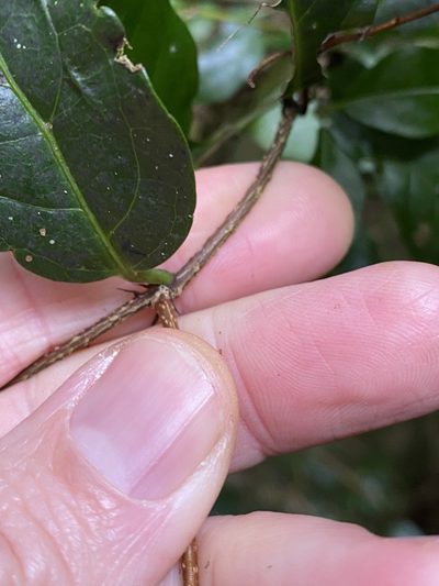 Celastrus australis, photographed by Greg Tasney