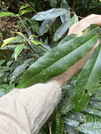 Elaeocarpus kirtonii, photographed by Greg Tasney