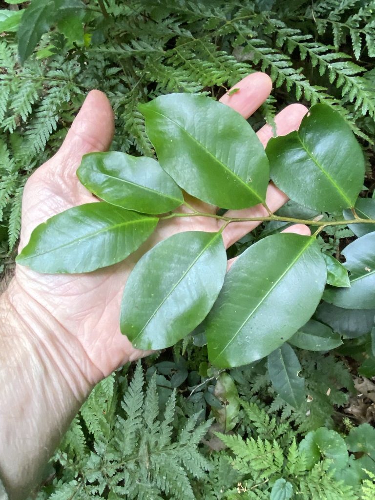 Geijera paniculata, photographed by Greg Tasney