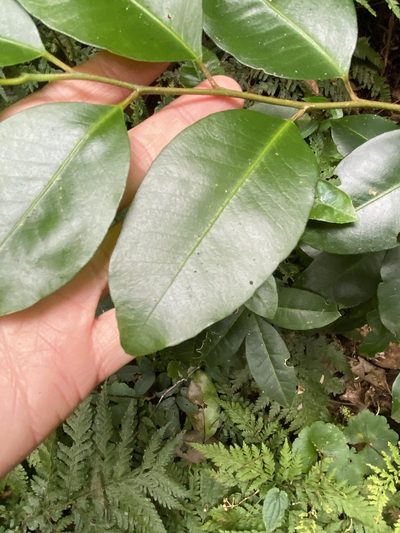 Geijera paniculata, photographed by Greg Tasney