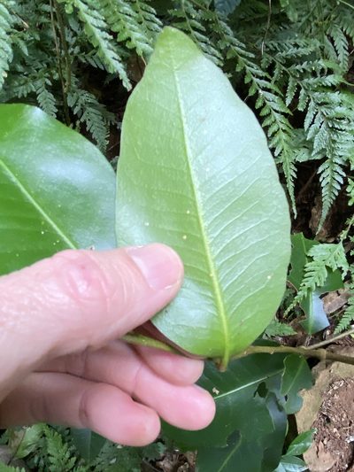 Geijera paniculata, photographed by Greg Tasney