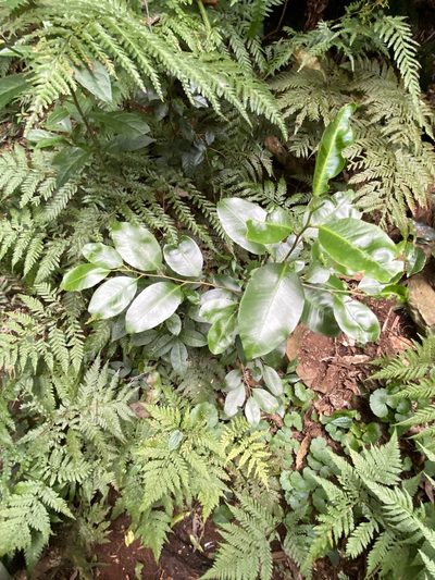 Geijera paniculata, photographed by Greg Tasney