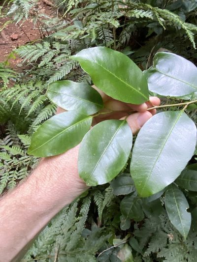 Geijera paniculata, photographed by Greg Tasney