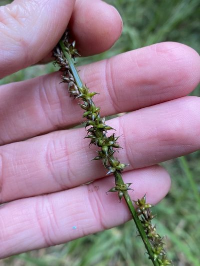 Carex declinata, photographed by Greg Tasney