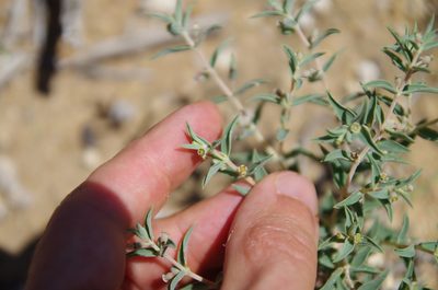 Euphorbia acuta, photographed by Eric Knight
