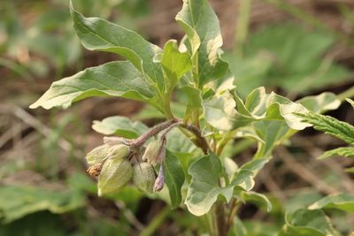 Physochlaina physaloides, photographed by Nina Filippova