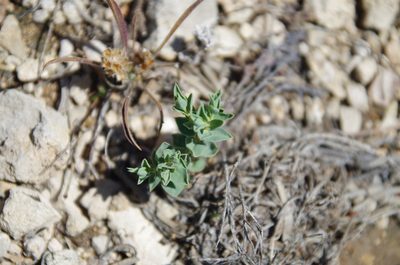 Euphorbia acuta, photographed by Eric Knight