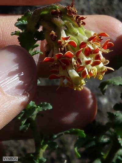 Glumicalyx flanaganii, photographed by Chris Vynbos