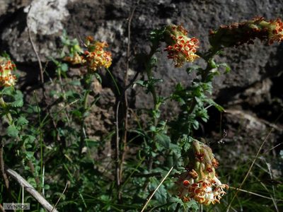 Glumicalyx flanaganii, photographed by Chris Vynbos