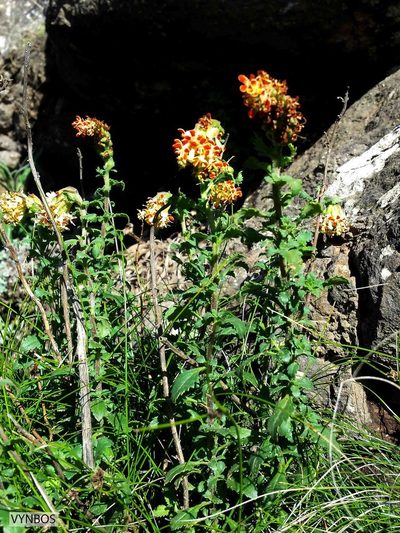 Glumicalyx flanaganii, photographed by Chris Vynbos