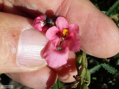 Diascia barberae, photographed by Chris Vynbos