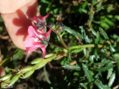 Diascia barberae, photographed by Chris Vynbos