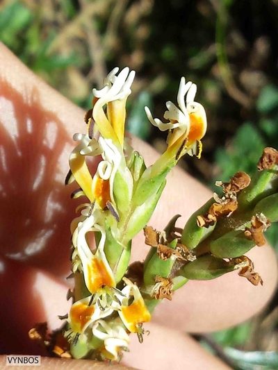 Hebenstretia dura, photographed by Chris Vynbos