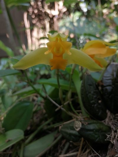 Lycaste consobrina, photographed by J Alejandro González Castillo