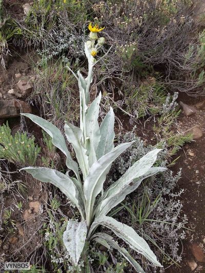 Senecio macrospermus, photographed by Chris Vynbos