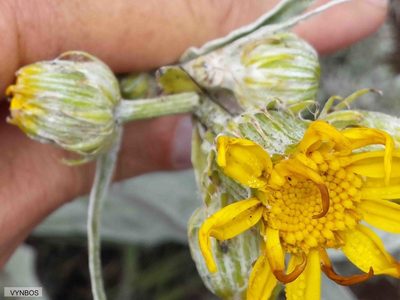 Senecio macrospermus, photographed by Chris Vynbos