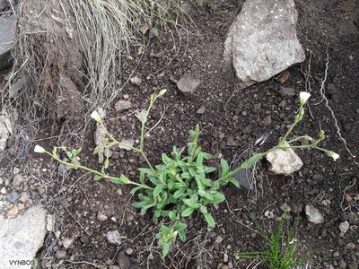 Cerastium arabidis, photographed by Chris Vynbos