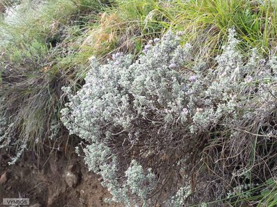 Lotononis pulchella, photographed by Chris Vynbos