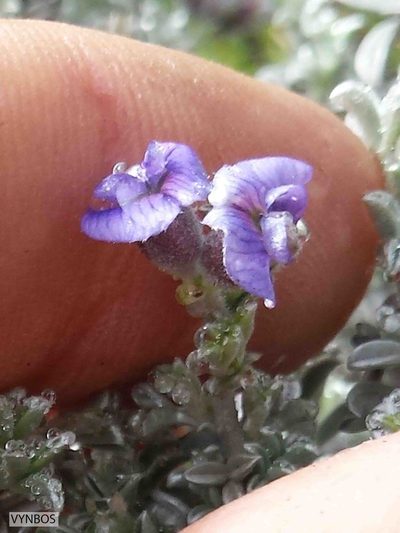Lotononis pulchella, photographed by Chris Vynbos