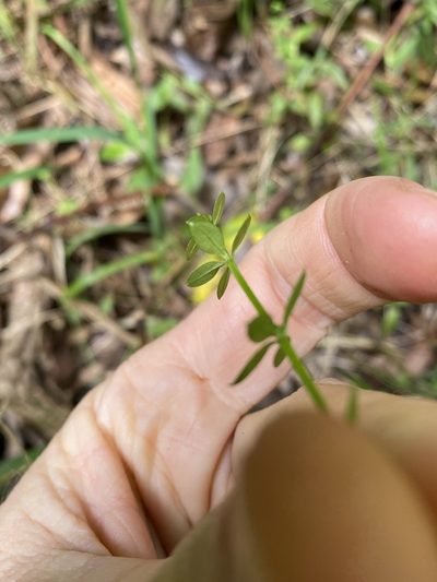 Trichogalium leptogonium, photographed by Greg Tasney