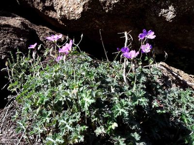Geranium brycei, photographed by Chris Vynbos