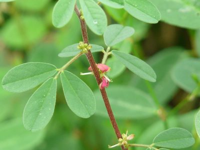 Indigofera trifoliata, photographed by Dinesh Valke