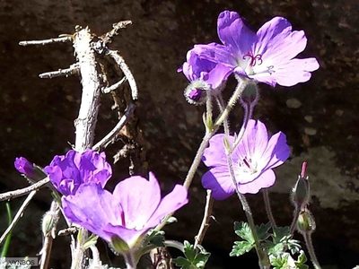 Geranium brycei, photographed by Chris Vynbos