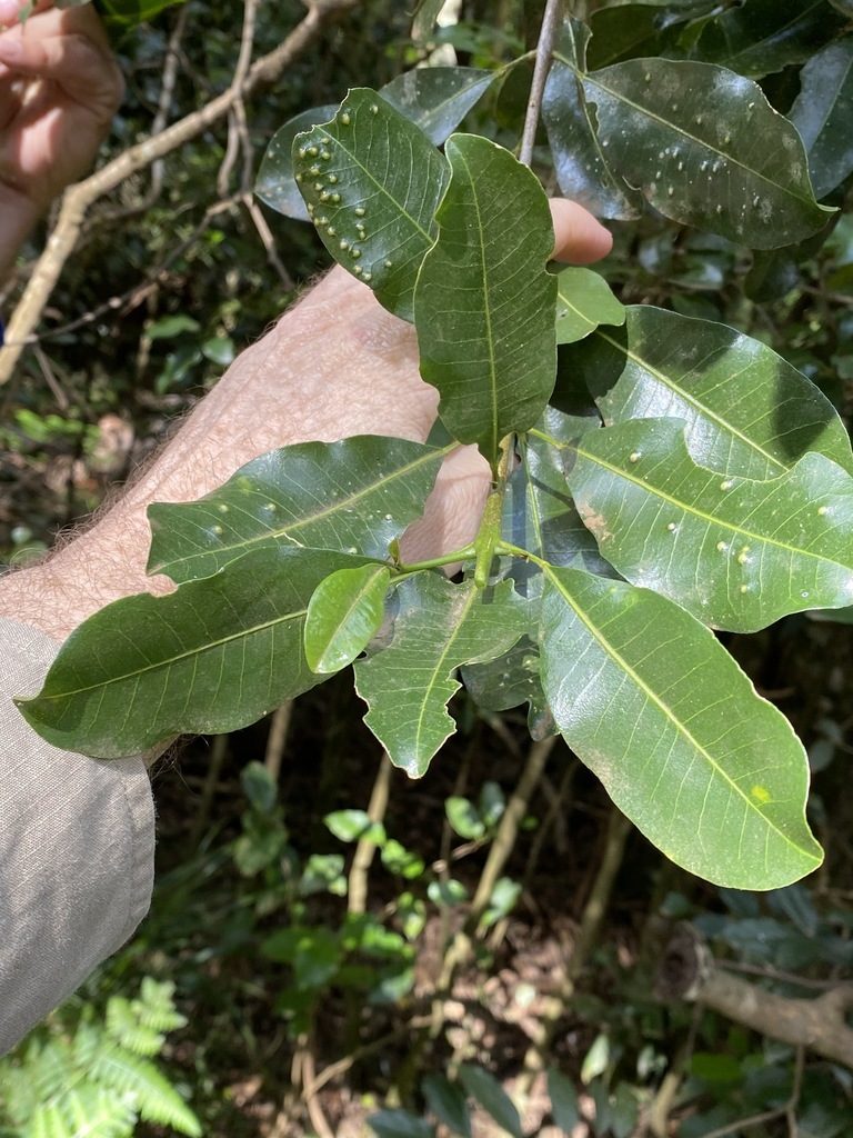Acronychia oblongifolia, photographed by Greg Tasney