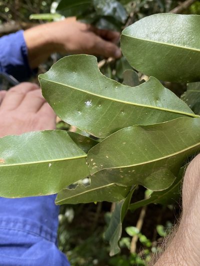 Acronychia oblongifolia, photographed by Greg Tasney