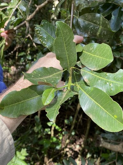 Acronychia oblongifolia, photographed by Greg Tasney