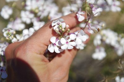 Penstemon ambiguus, photographed by Eric Knight
