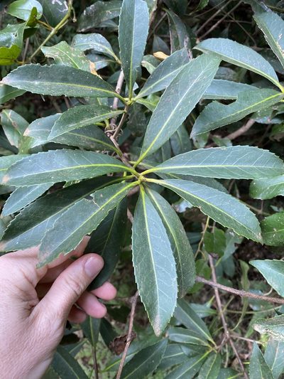 Symplocos thwaitesii, photographed by Greg Tasney