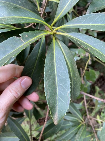 Symplocos thwaitesii, photographed by Greg Tasney