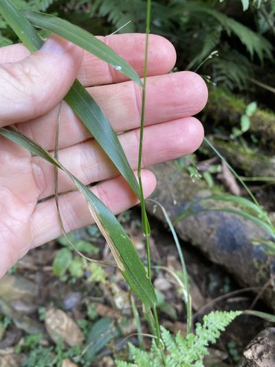 Panicum simile, photographed by Greg Tasney