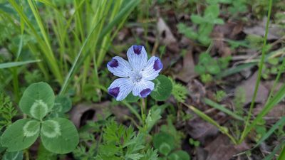 Nemophila maculata, photographed by john_hall