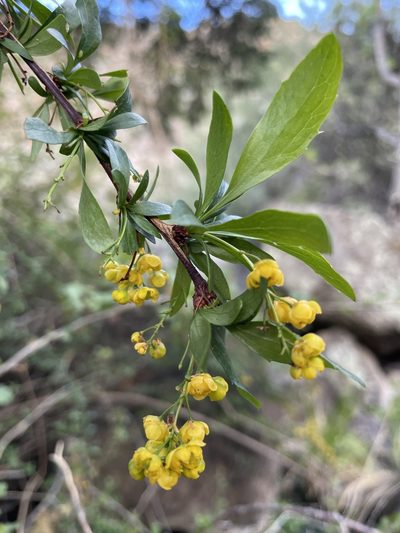 Berberis fendleri, photographed by Bobby McCabe