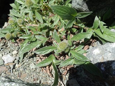 Phacelia leptosepala, photographed by Randal