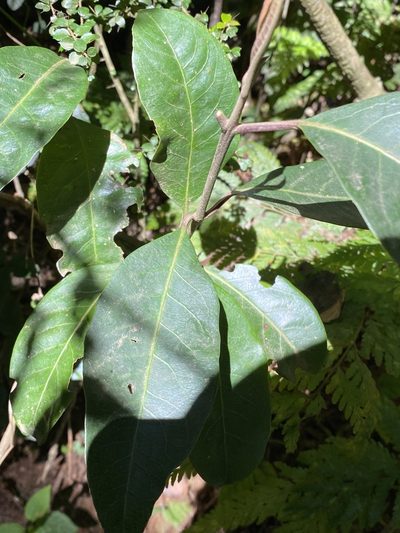 Rhodomyrtus psidioides, photographed by Greg Tasney