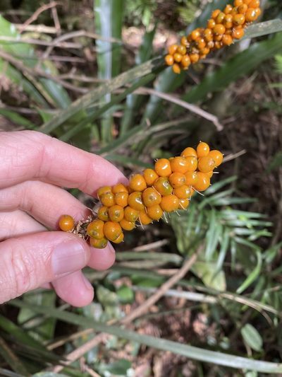 Lomandra spicata, photographed by Greg Tasney