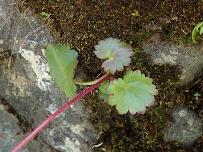 Micranthes mertensiana, photographed by Randal