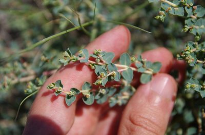 Euphorbia astyla, photographed by Eric Knight
