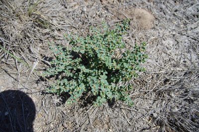 Euphorbia astyla, photographed by Eric Knight