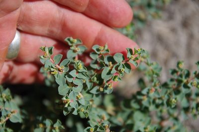 Euphorbia astyla, photographed by Eric Knight