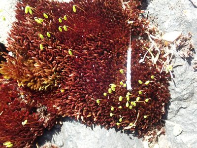Imbribryum miniatum, photographed by Randal