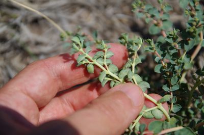 Euphorbia astyla, photographed by Eric Knight