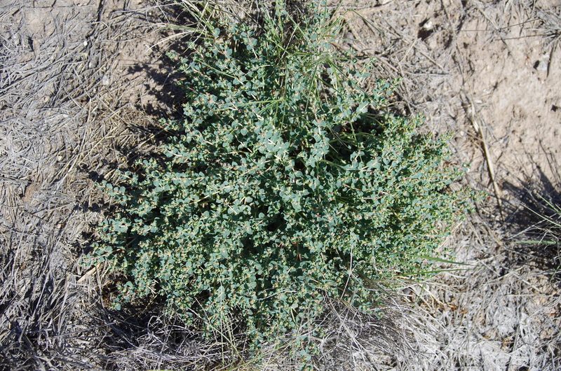 Euphorbia astyla, photographed by Eric Knight