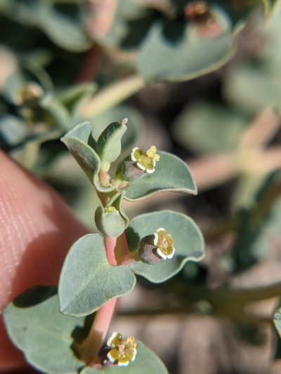 Euphorbia astyla, photographed by Eric Knight